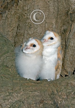 Young Barn Owls DM0926